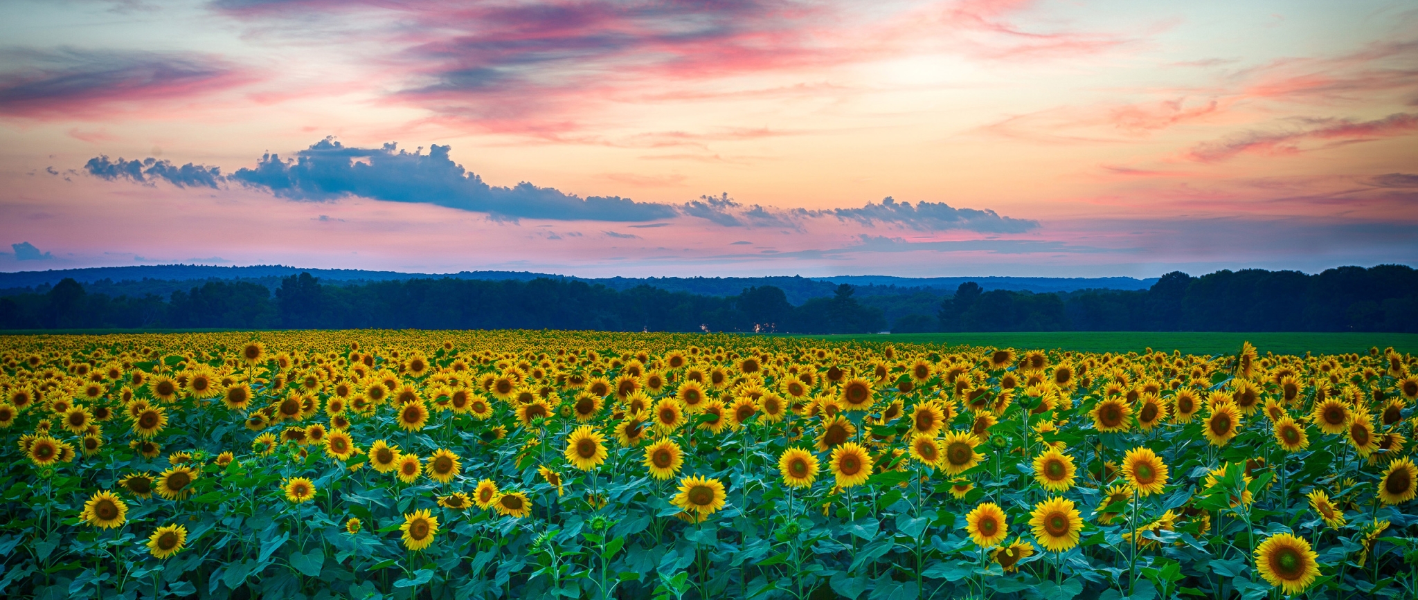 Sunflower Sunflower